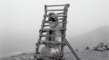 Buddha statue in a cage.