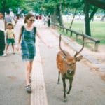 Deer to the Heart