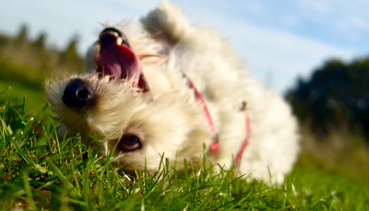 Coton de Tulear dog rolling on the ground.