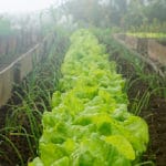 A diet for a healthy world