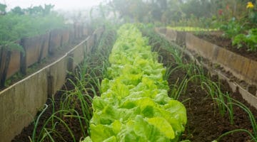 A diet for a healthy world