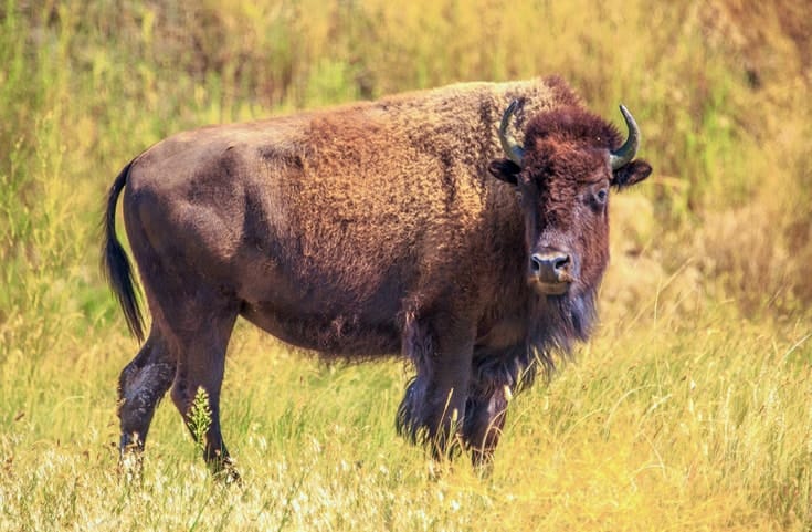 Bison