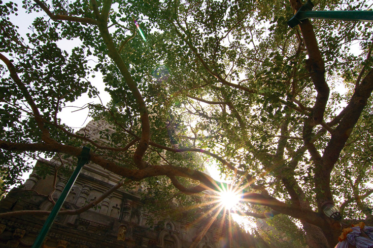 A tree with the light peeking through it.