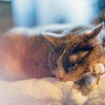 When, if ever, is it okay for a Buddhist to euthanize a pet?