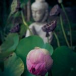 Todo es naturaleza de Buda