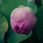 Everything Is Buddhanature