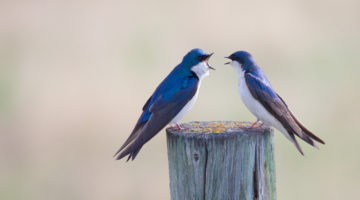 Ego Is the Real Culprit