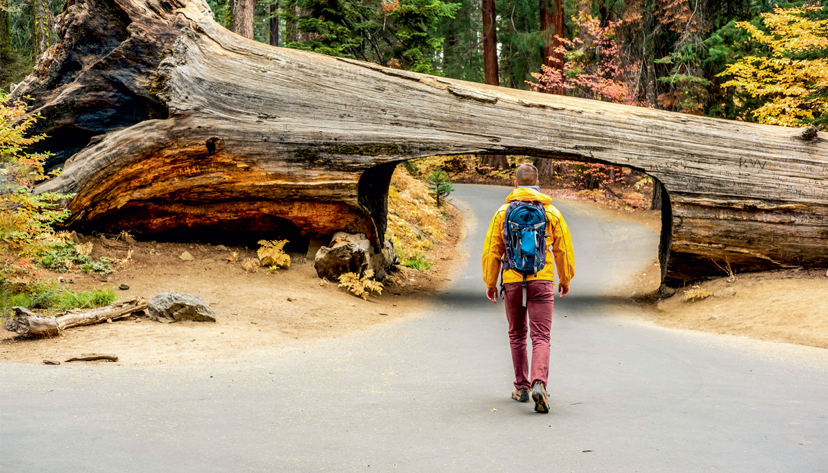 A photo of a man walking through a hole in a fallen tree.