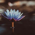 Black Bodhisattvas