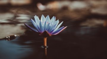 Black Bodhisattvas