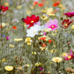 The Life-Changing Words of Mary Oliver