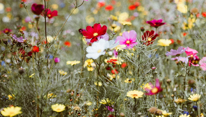 mary oliver poem summer day