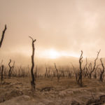 Can Buddhism Meet the Climate Crisis?