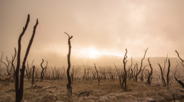 Can Buddhism Meet the Climate Crisis?