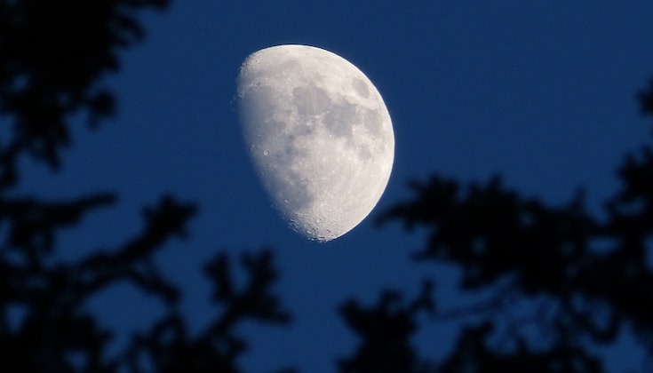 Moon through trees.