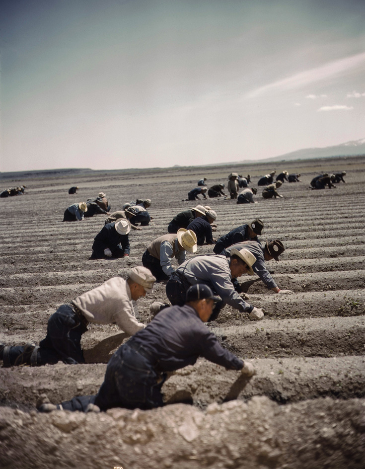 People working in fields. They are all bent on their knees and wearing hats.