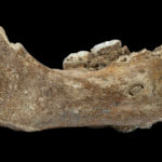 160,000-year-old jawbone discovered by Buddhist monk sheds light on ancient humans