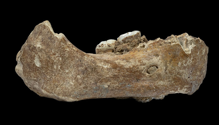 Jawbone