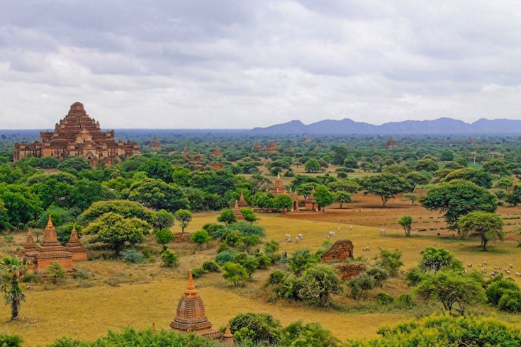 Field full of trees and stupas