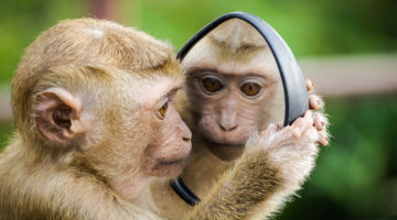 Sleepy Mind, Monkey Mind