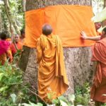 How Buddhist monks are protecting a vulnerable forest from illegal logging in Cambodia