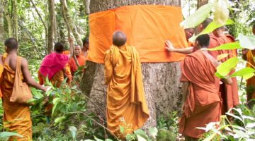 How Buddhist monks are protecting a vulnerable forest from illegal logging in Cambodia