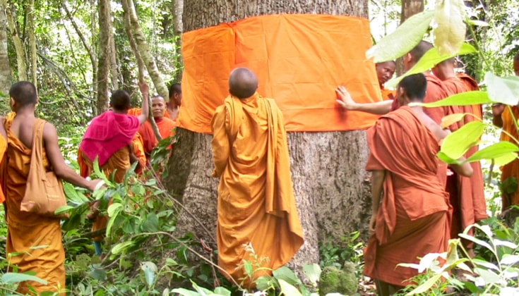 Monks wrapping an orange robe around a large tree