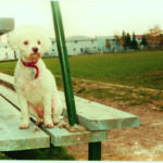 Does My Dog Have Buddhanature?