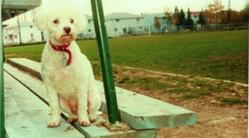 Does My Dog Have Buddhanature?