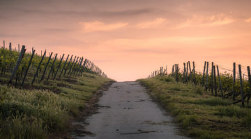 The Path We Walk as Women