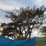 Berkeley Buddhist Monastery writes letter to tree being cut down