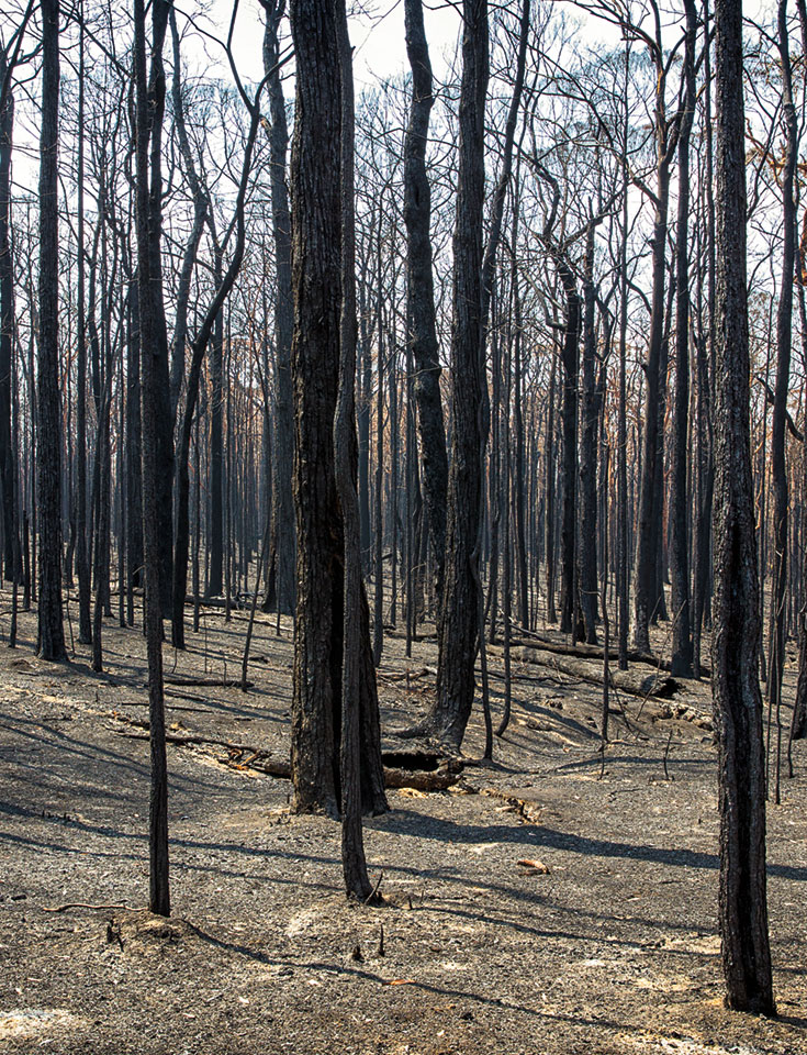 A bunch of burnt trees with no leaves.