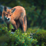 Lessons From the Natural World