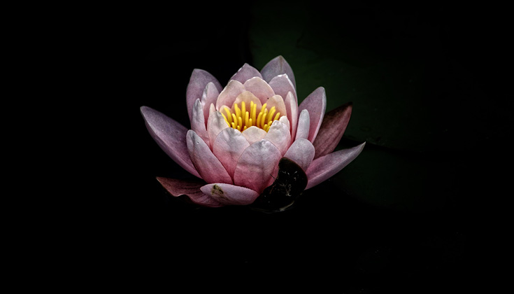 A pink flower with a yellow center against a black background.