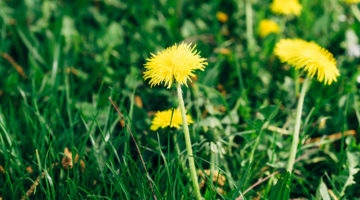 Be Grateful for the Weeds