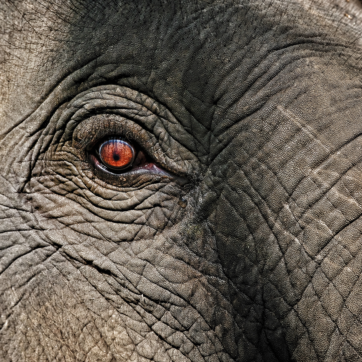 A close up photo of an elephants eye.