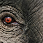 Why Should I Care about the Abhidharma?