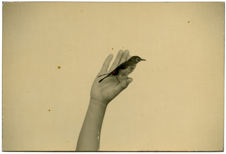 A drawing of a hand holding a bird.