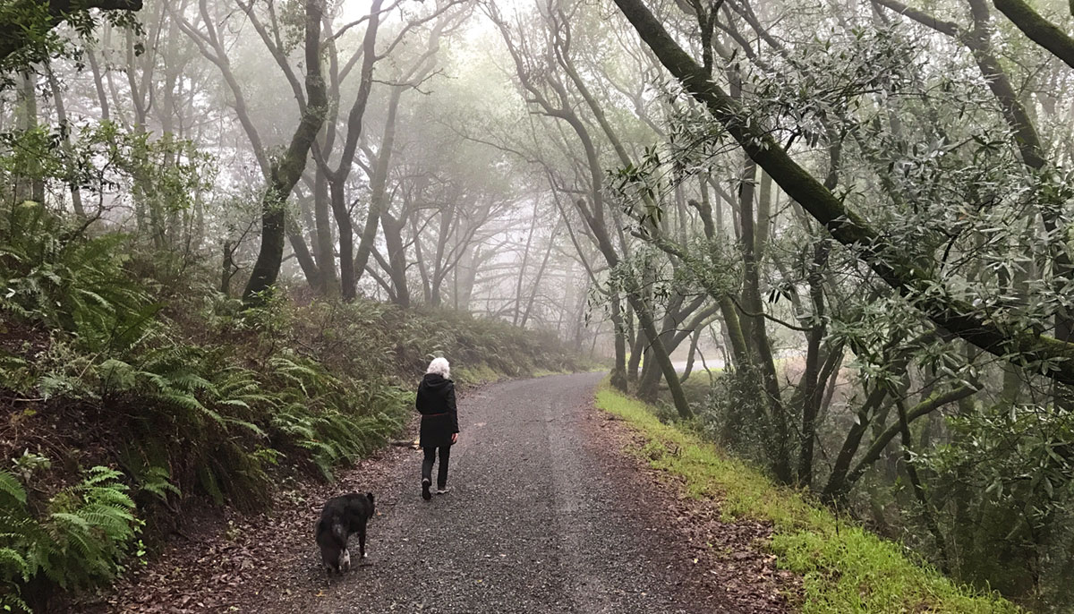 A woman walking down a path in the forest. A dog walks behind her.