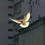 Choosing Peace