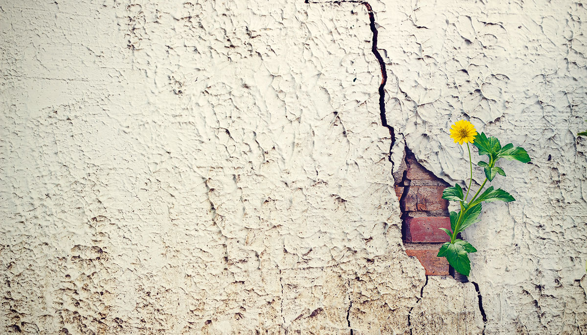 A flower growing out of a crack in the wall.