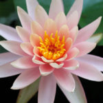 The Healing Journey: Rosalie’s Story