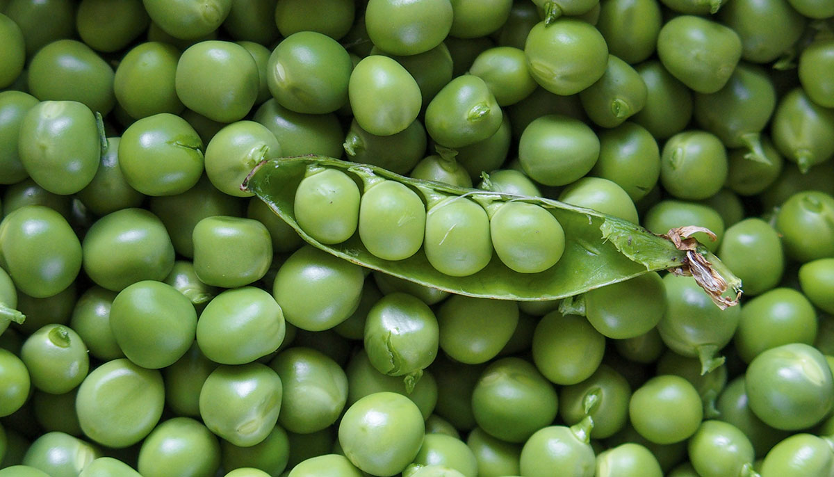 A close up of a bunch of green peas.