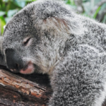 Sleeping, Dreaming, and Waking Up