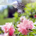 Watering the Seeds of Happiness