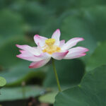 Dharma for Times of Global Trauma 