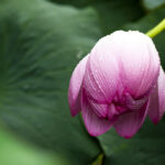 The Sutra That Saved Me