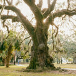 Need to Heal? Find a Tree