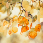 How to Navigate Transitions in Times of Uncertainty