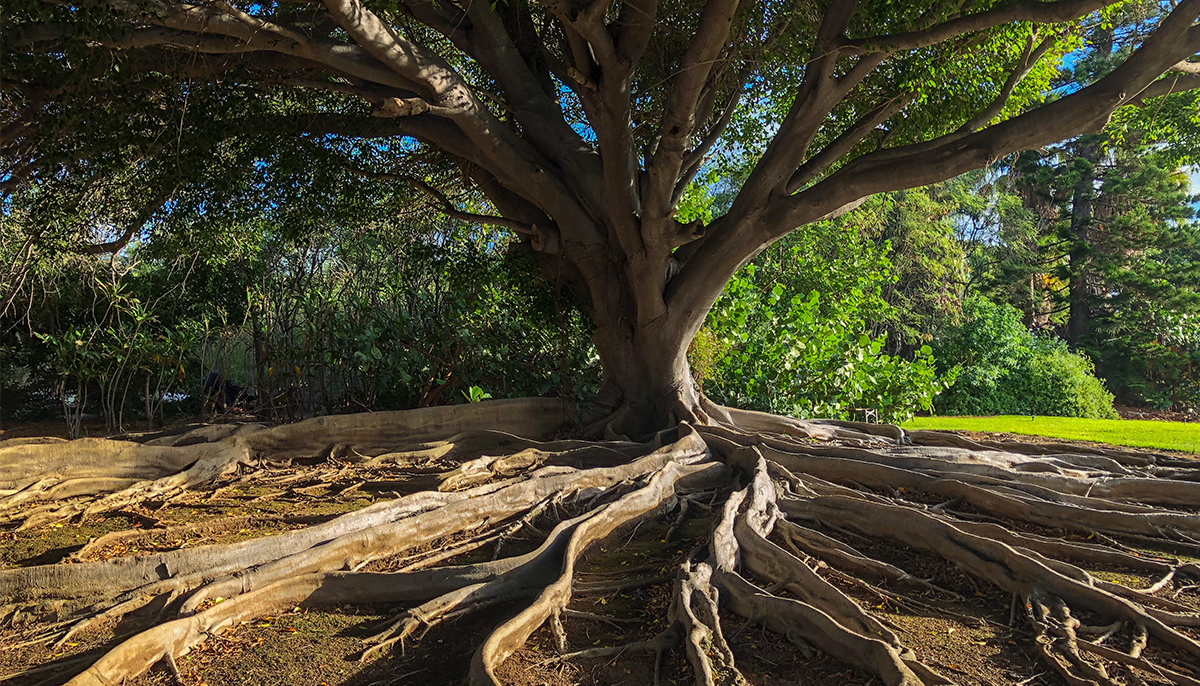 Becoming the Ally of All Beings